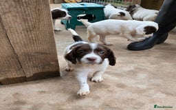 English Springer Spaniel dogs for sale: Calm,Adorable, beautiful Springer spaniel puppies. - Image 12