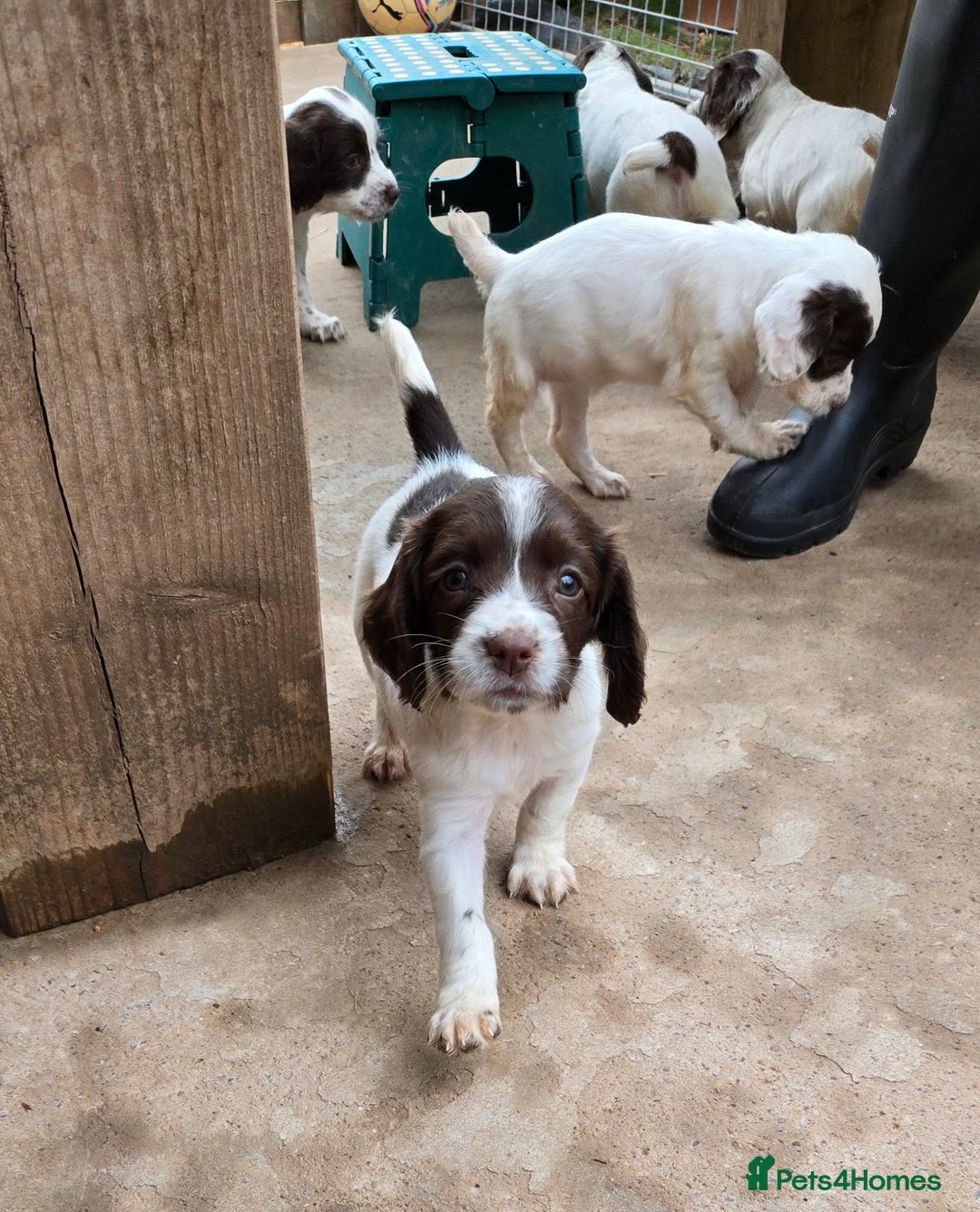 English Springer Spaniel dogs for sale: Calm,Adorable, beautiful Springer spaniel puppies. - Image 12