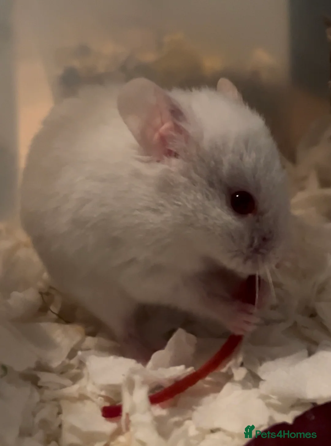 Hamster rodents for sale: Syrian baby hamsters for sale in Bungay - Advert 2