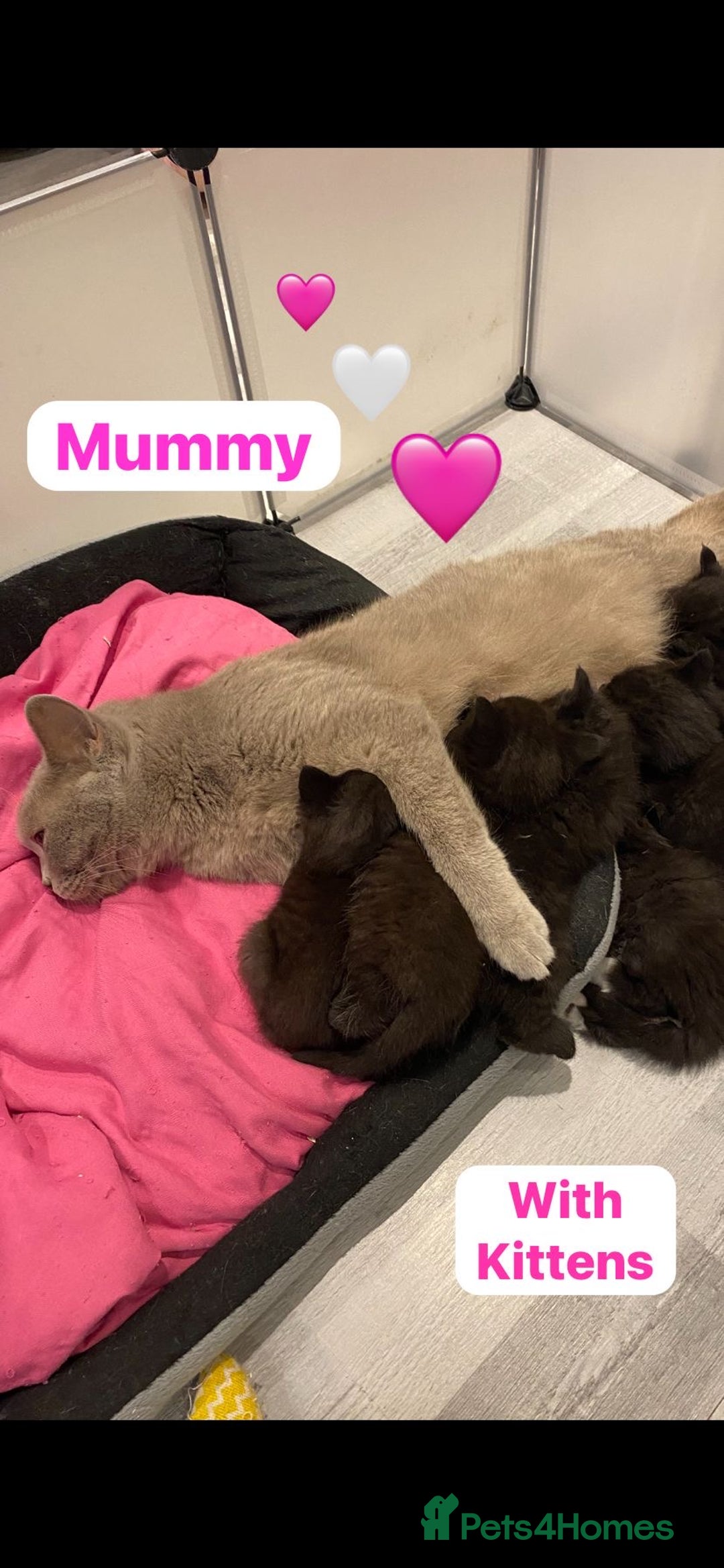 British Shorthair cats for sale: 7 stunning British shorthair cross kittens🩷🩵 - Image 8