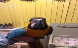 Macaws birds for sale: Baby hand reared macaw - Advert 6