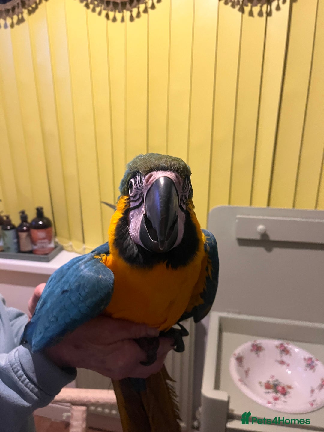 Macaws birds for sale: Baby hand reared macaw - Advert 6