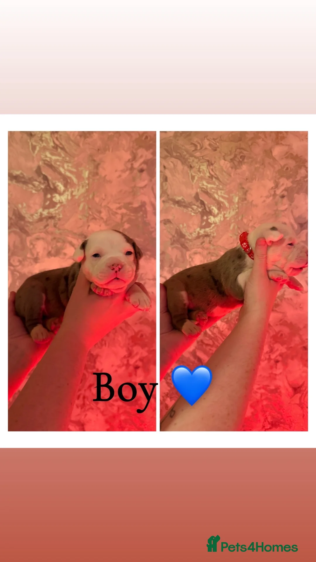 Alapaha Blue Blood Bulldog dogs for sale: Alapaha blue blood bulldog Puppies - Advert 5