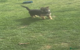 German Shepherd dogs for sale: Female German shepherd  - Image 4