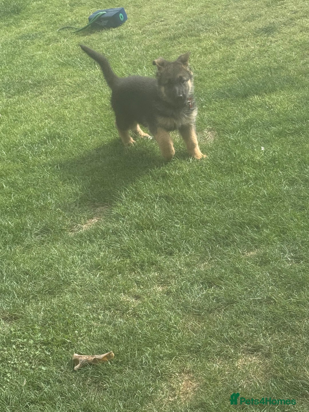 German Shepherd dogs for sale: Female German shepherd  - Image 4