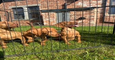 Hungarian Vizsla dogs - Advert 8