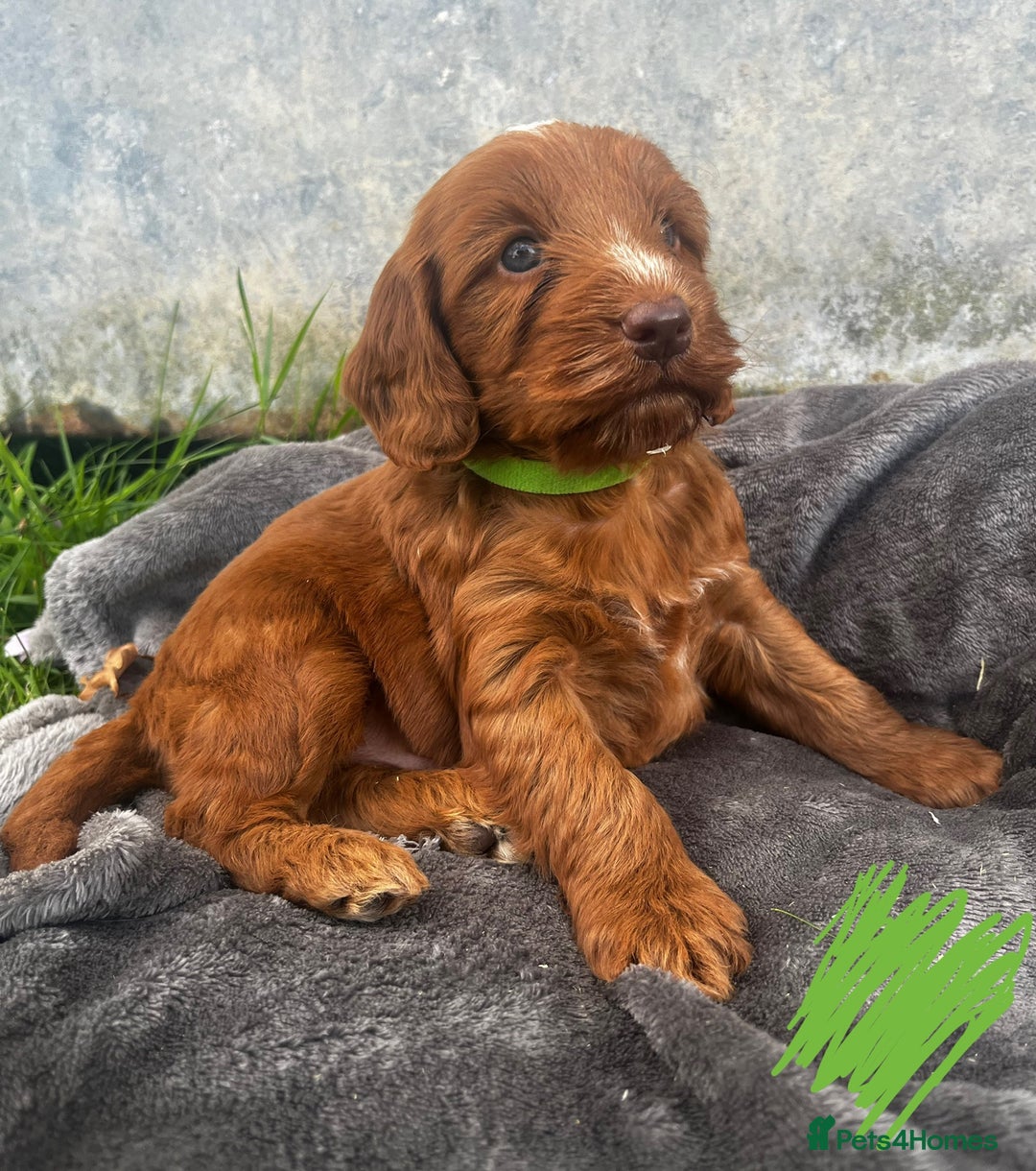 Cockapoo dogs for sale: 🌟Golden Cockapoos🌟 - Image 8