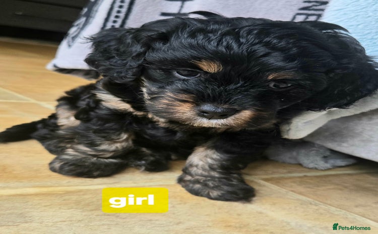 Cavapoo dogs - Advert 1