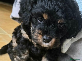 Cavapoo dogs - Advert 5