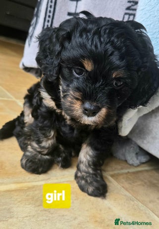 Cavapoo dogs - Advert 6