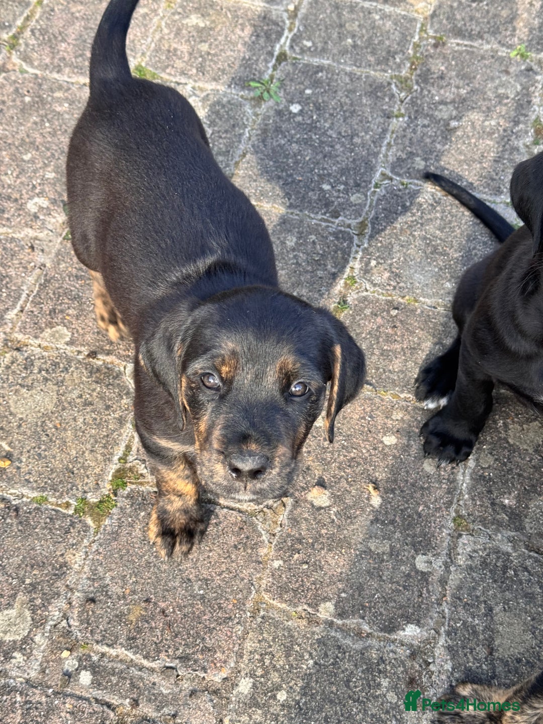 Mixed Breed dogs for sale: Golden Retriever/ Great Dane Mix - Image 5