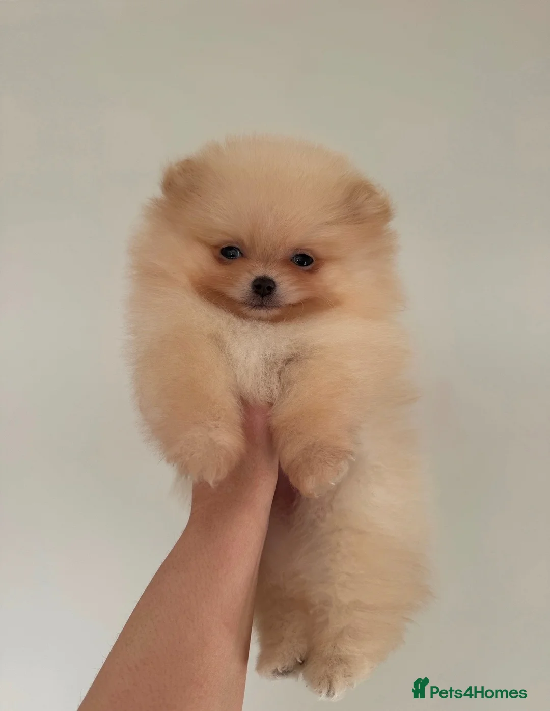 Pomeranian dogs for sale: KC Registered Pomeranian Puppies in Scunthorpe - Advert 2
