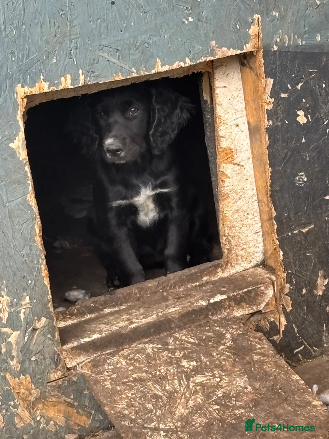 Cocker Spaniel dogs for sale: 2 5 month old spaniel puppies  - Advert 2