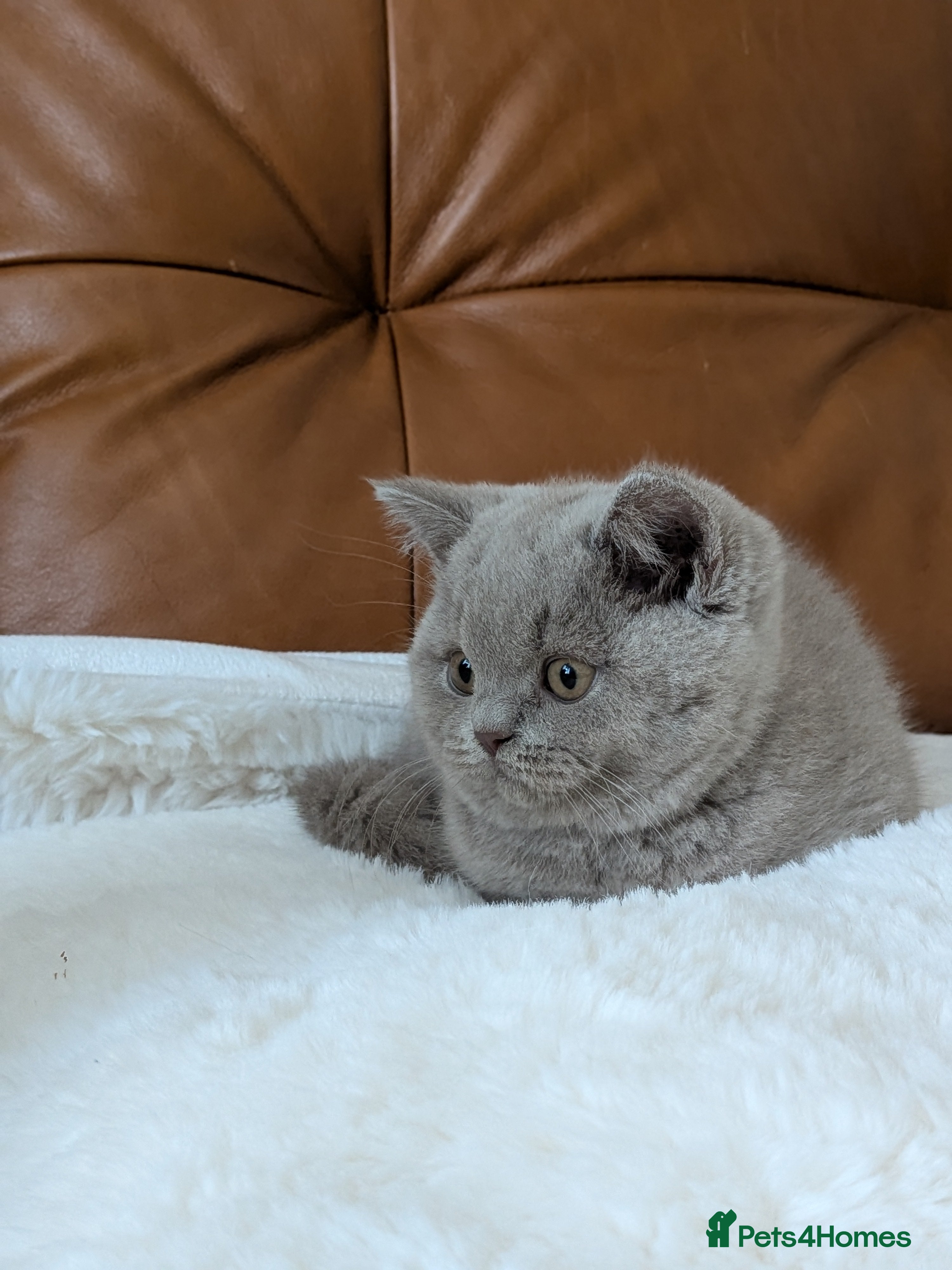 British Shorthair cats GCCF Registered Kittens  - Advert 1