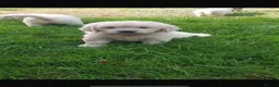 Golden Retriever dogs for sale: Golden retriever puppies  - Advert 2