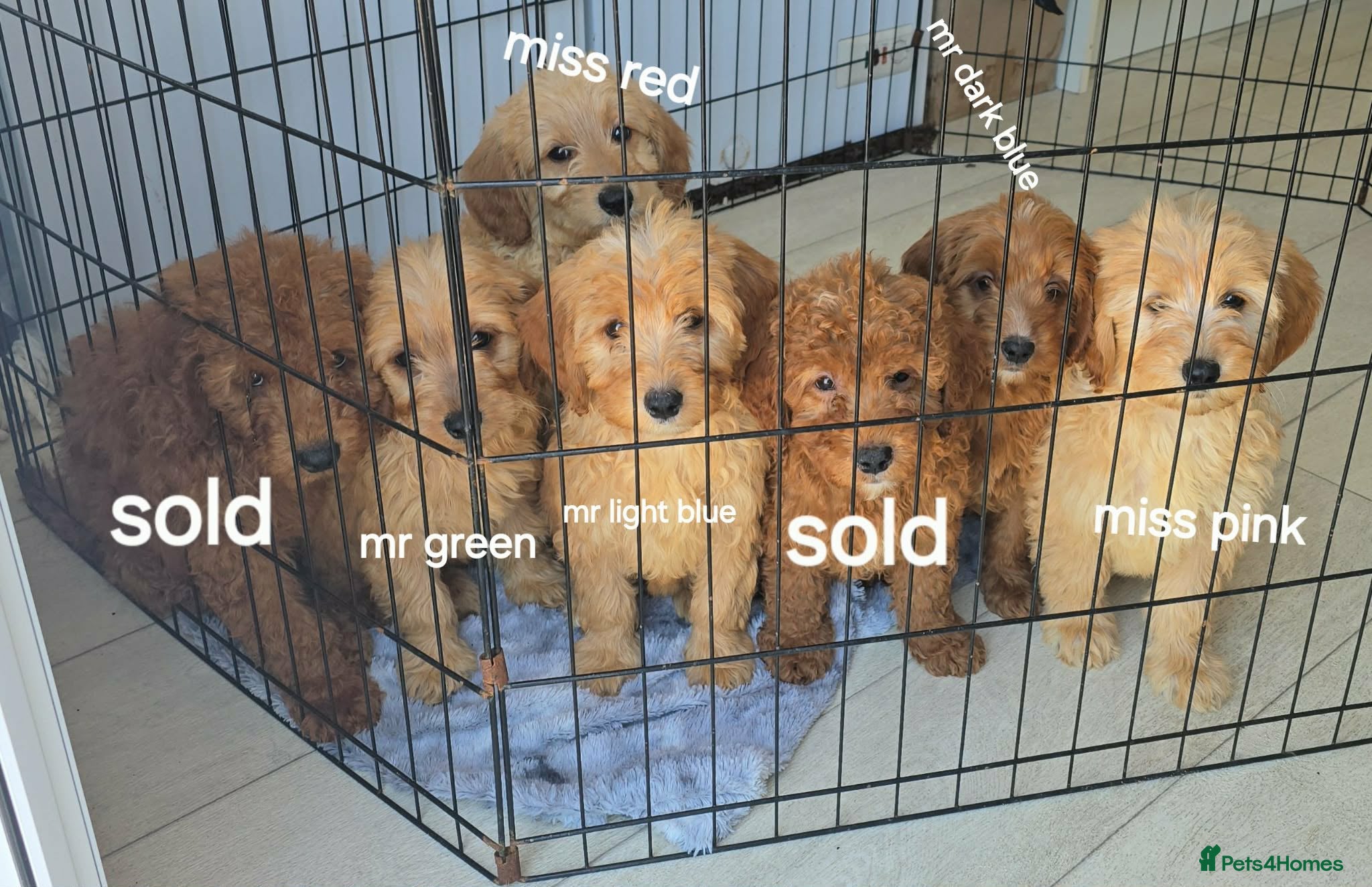 Goldendoodle dogs 7 outstanding miniature f1b goldendoodle  - Advert 5