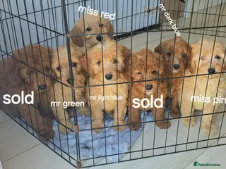 Goldendoodle dogs 7 outstanding miniature f1b goldendoodle - Advert 5