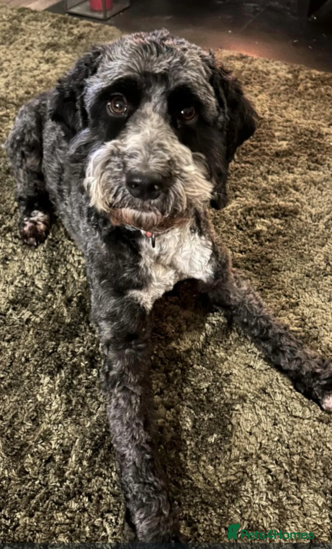 Cockapoo dogs for sale: Black and white Cockerpoo  in Sheringham - Advert 1