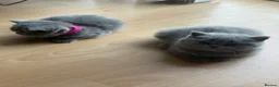 British Shorthair cats for sale: British short hair x chinchilla Persian kittens - Advert 4