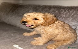 Mixed Breed dogs for sale: Cavapoochon Sadly re homing  - Image 3
