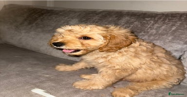 Mixed Breed dogs - Advert 3