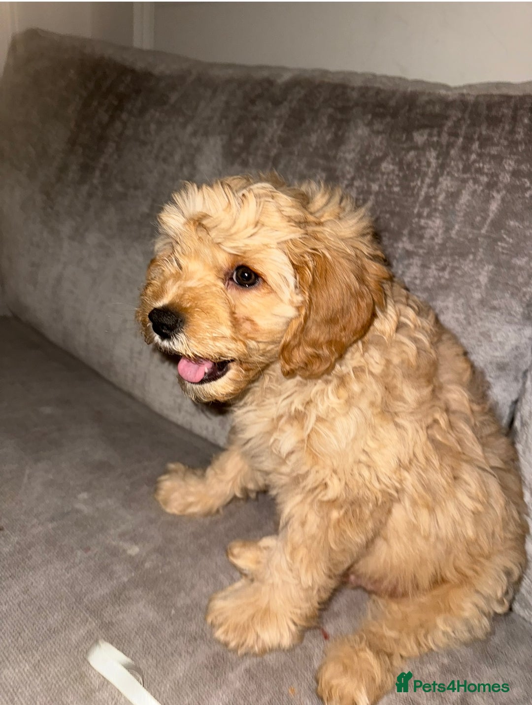 Mixed Breed dogs for sale: Cavapoochon Sadly re homing  - Image 3