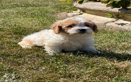 Cavachon dogs for sale: 5 stunning cavachons now available for new 🏡 - Image 2
