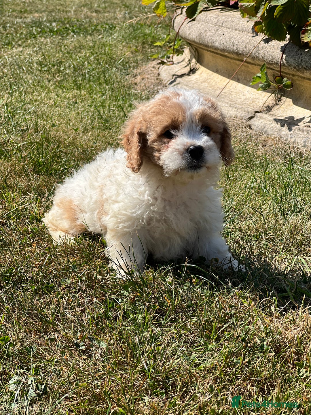 Cavachon dogs for sale: 5 stunning cavachons now available for new 🏡 - Image 2
