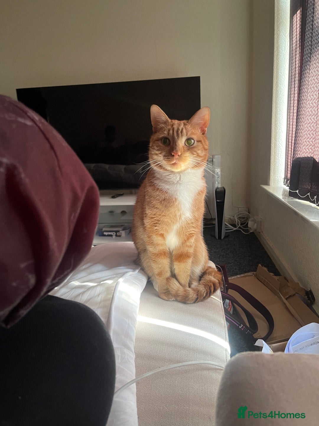 Domestic Shorthair cats for sale: Looking to rehome my sweet boy - Image 2