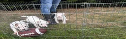 Parson Russell dogs for sale: Quality bred parson terrier pups  - Advert 2