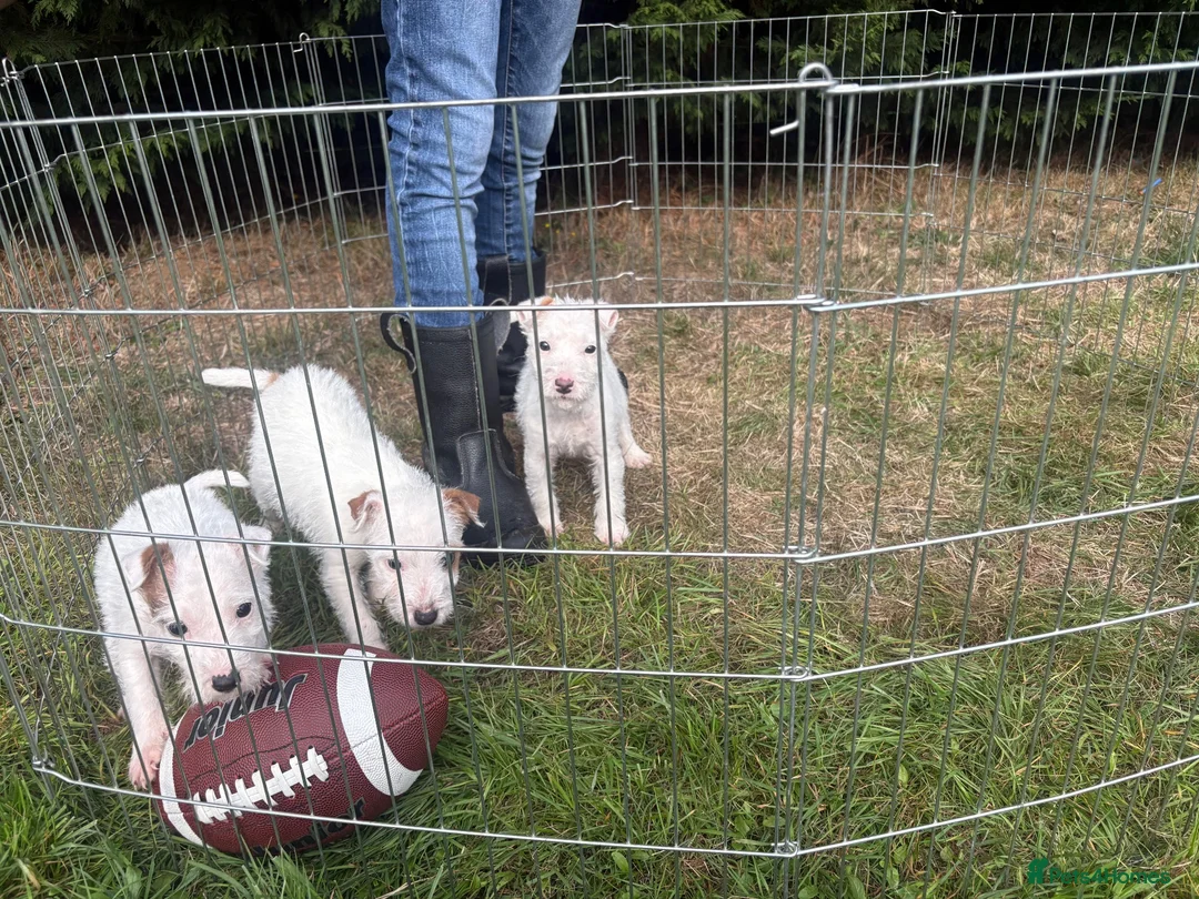 Parson Russell dogs for sale: Quality bred parson terrier pups  - Advert 2