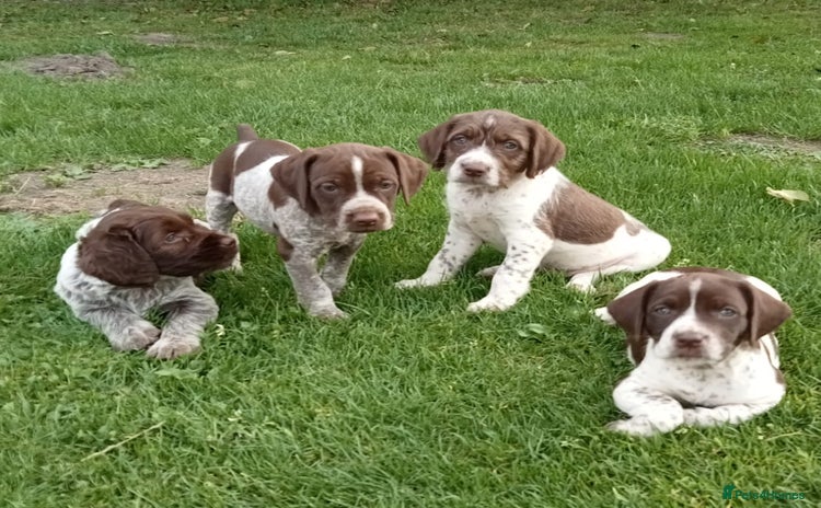Mixed Breed dogs - Advert 3