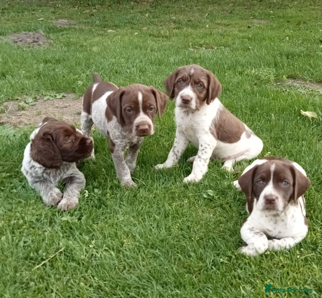 Mixed Breed dogs for sale: New Norfolk Spaniels- Ready Now - Image 7