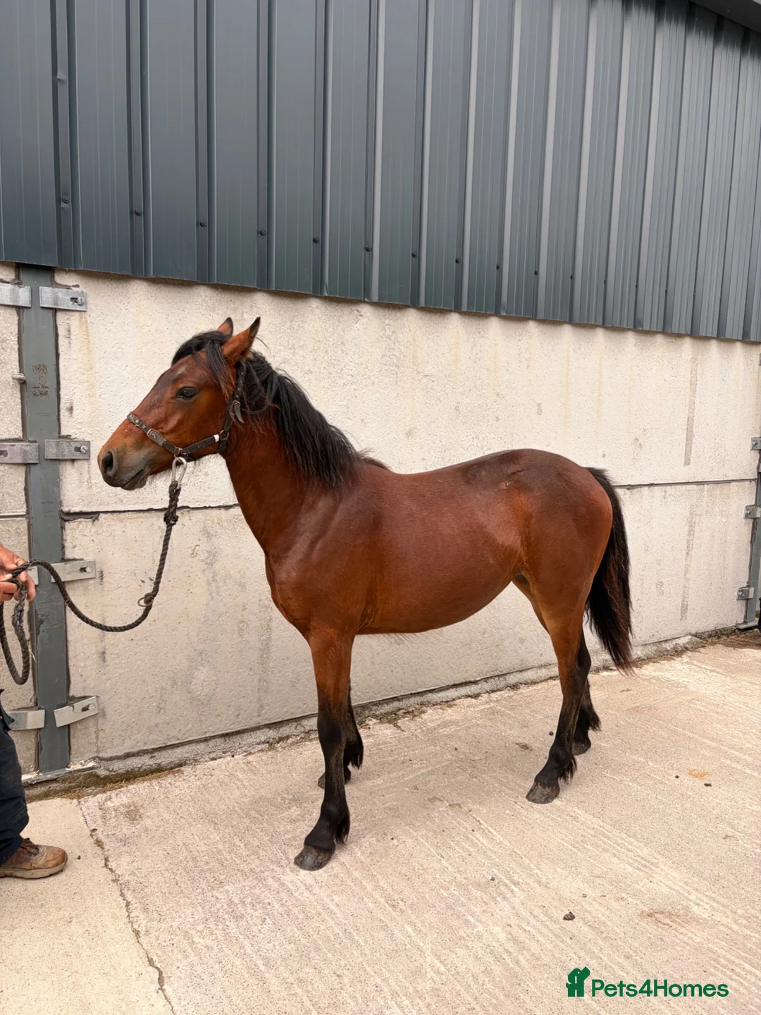 Connemara horses for sale: Connemara Bay Yearly Filly - Advert 4