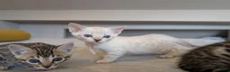 Bengal cats for sale: 🤍🤎🖤 GORGEOUS BENGAL KITTENS 🖤🤎🤍 - Advert 22