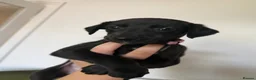 Whippet dogs for sale: Ready now!kcregistered❤️ - Advert 11