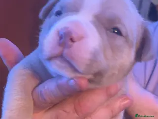 American Bully dogs Pocket Bully puppies - Advert 7