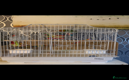 Lovebirds birds for sale: Two lovebirds with cage and accessories - Image 5