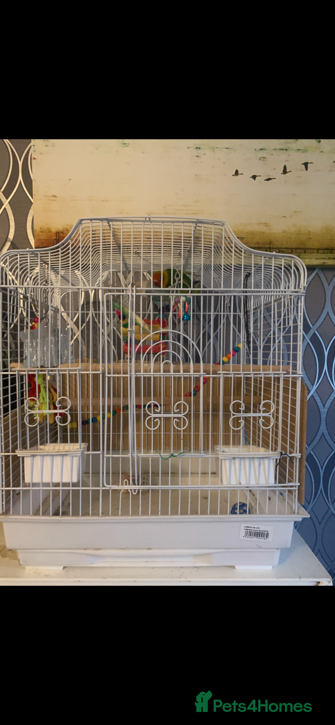 Lovebirds birds for sale: Two lovebirds with cage and accessories - Image 5