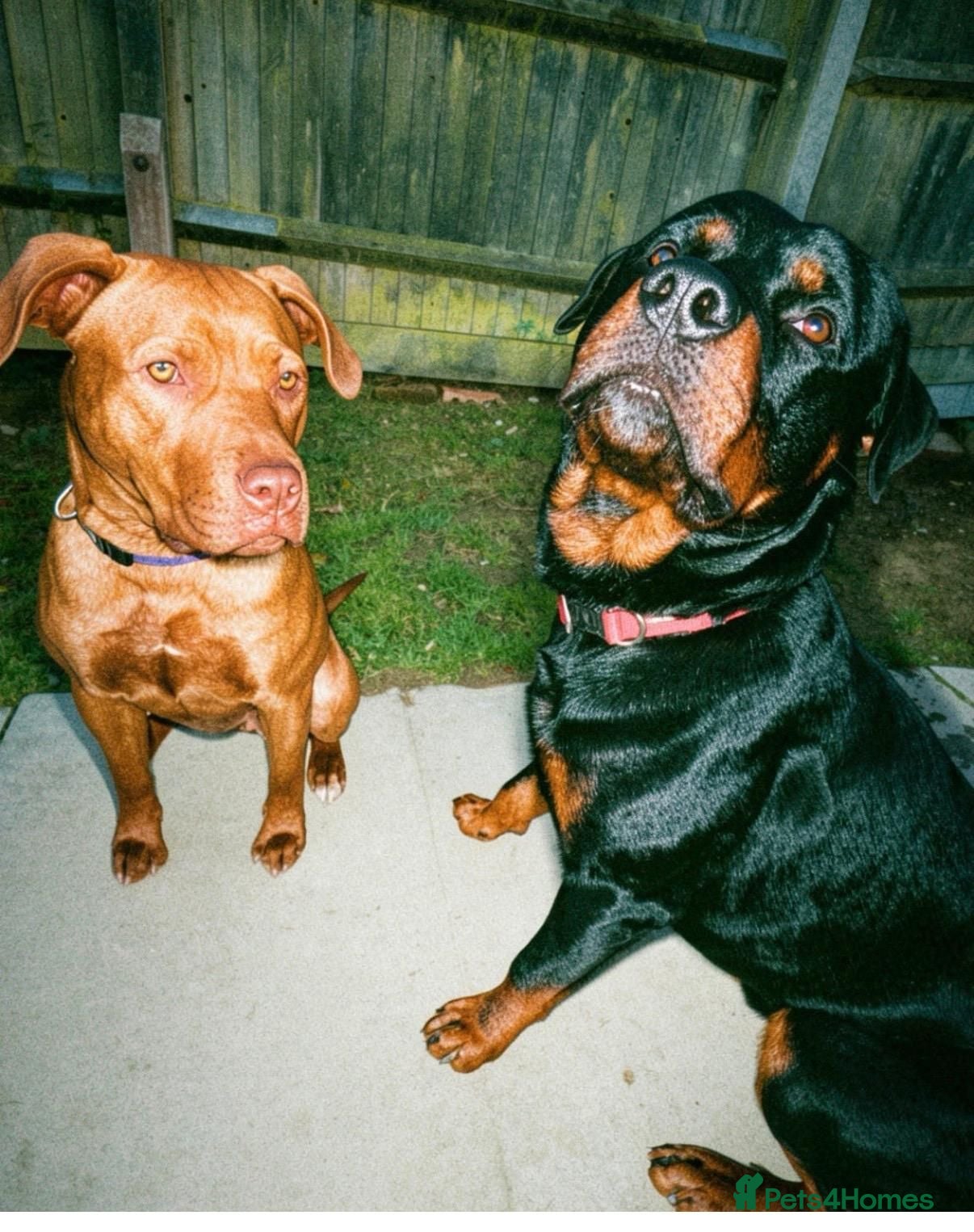 Mixed Breed dogs Cancorso cross mastiff x rottweiler pups for sale - Advert 1