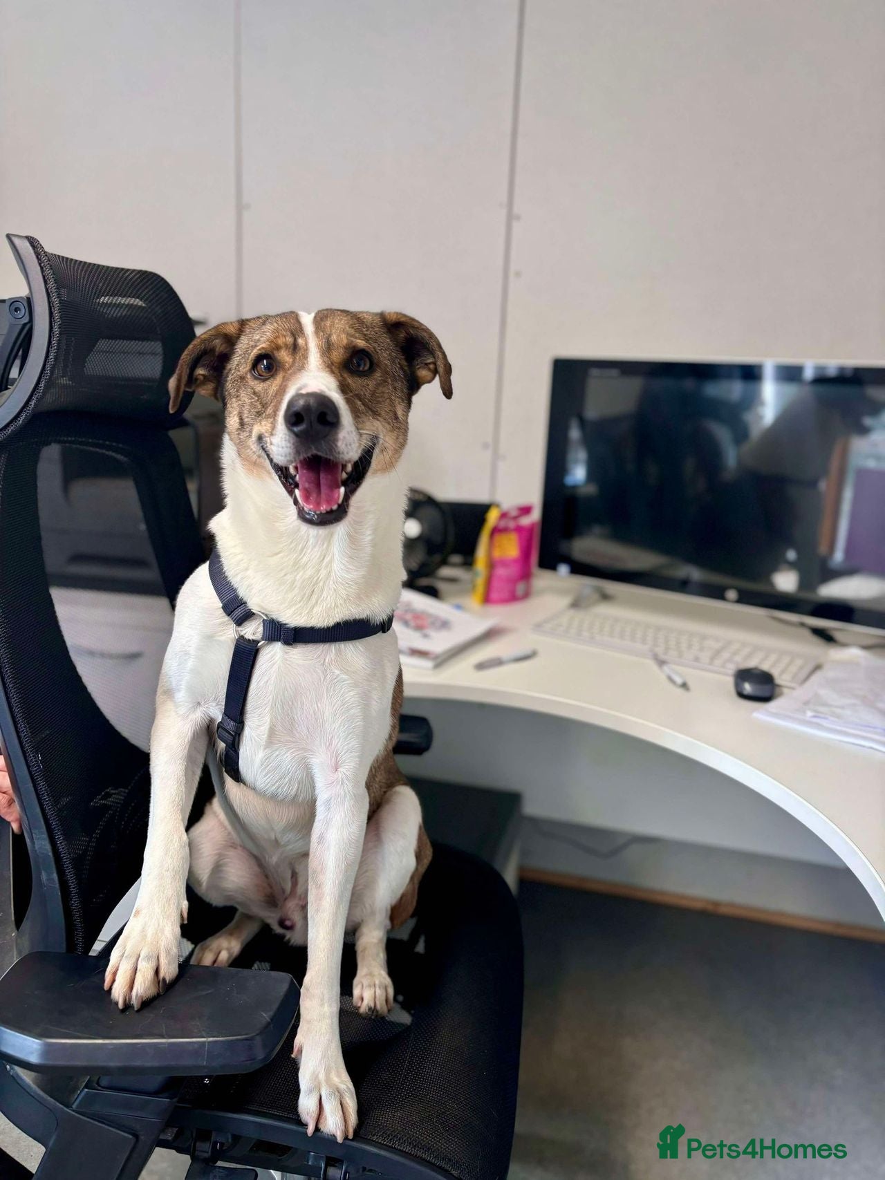 Mixed Breed dogs Howie is looking for a home in Waltham Abbey - Advert 18