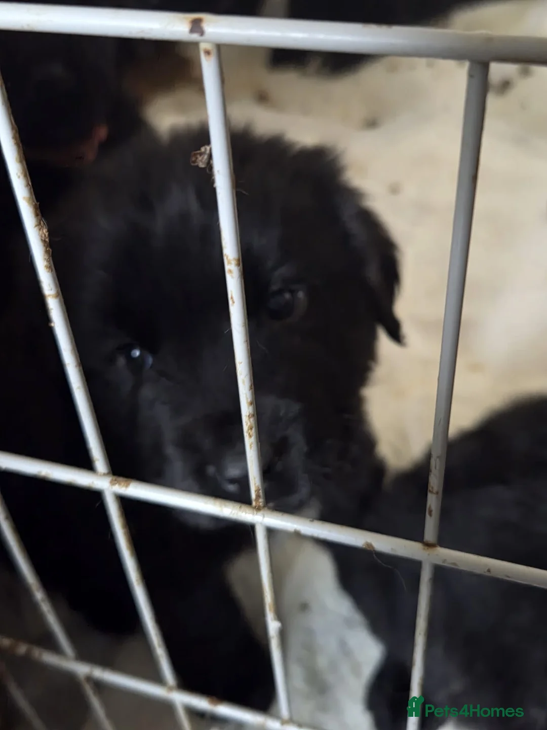 Mixed Breed dogs for sale: St Bernard Cross Newfoundland  in Isle of Lewis - Advert 3