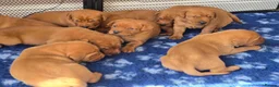 Labrador Retriever dogs for sale: Stunning litter of Fox Red Labrador Retrievers  - Advert 3