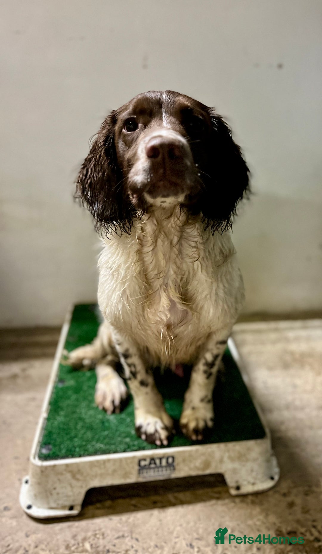 English Springer Spaniel dogs for sale: Talented Young Gundog  - Advert 11