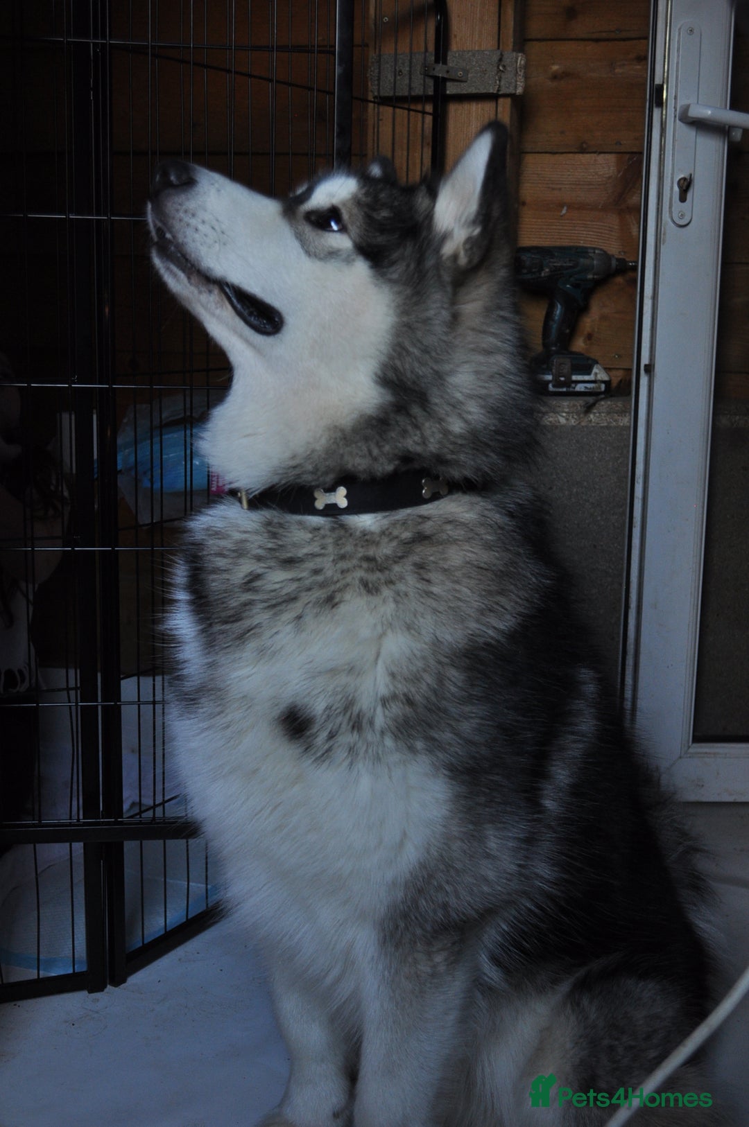 Alaskan Malamute dogs for sale: Alaskan Malamute Puppies - Advert 5