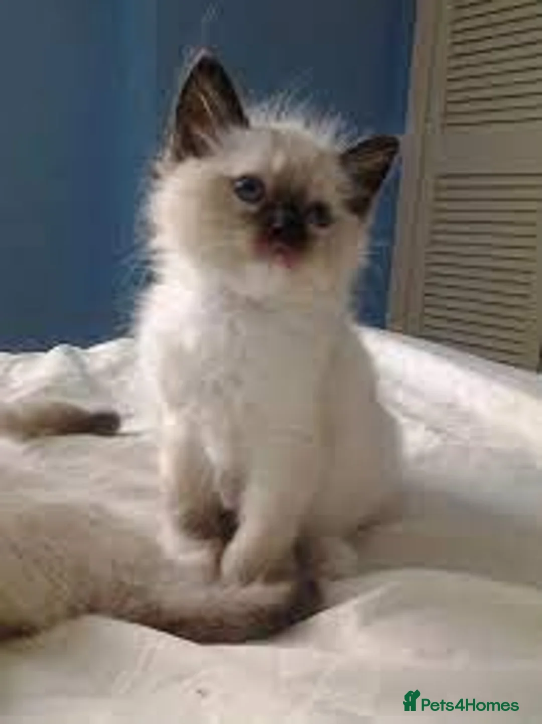 Ragdoll cats for sale: Beautiful Playful Kittens Ready for Loving Homes - Advert 3
