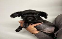 Mixed Breed dogs for sale: Cockapoo-look Puppies  - Image 8