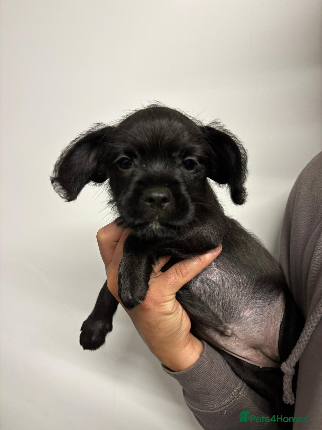 Mixed Breed dogs for sale: Cockapoo-look Puppies  - Image 8