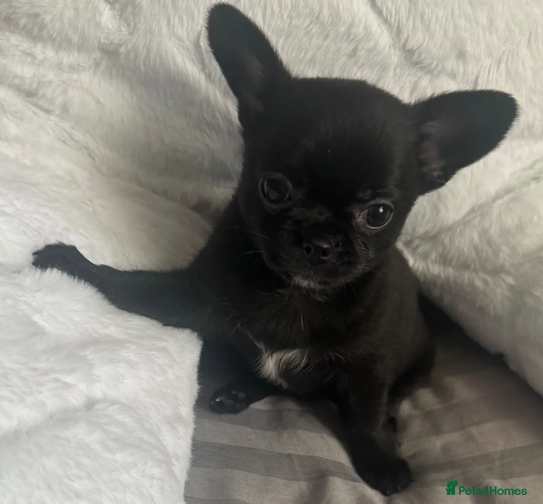 Chihuahua dogs for sale: Kc registered smooth coat chihuahua puppies - Advert 14