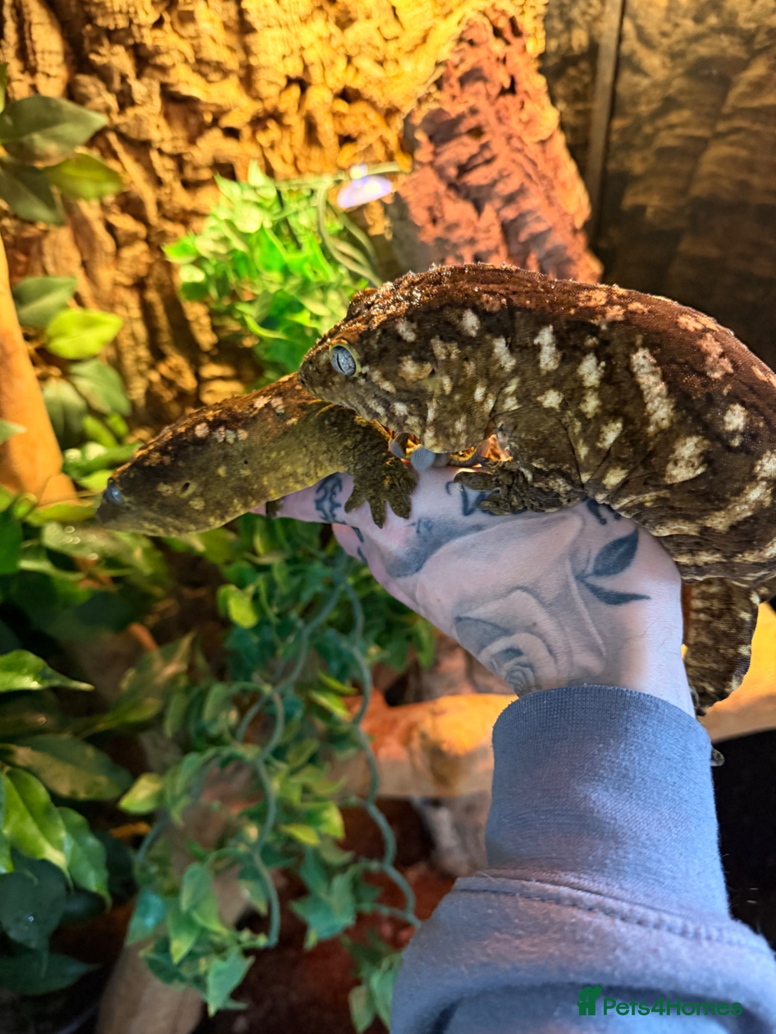 Mixed Breed reptiles Breeding pair leachieanus geckos - Advert 1